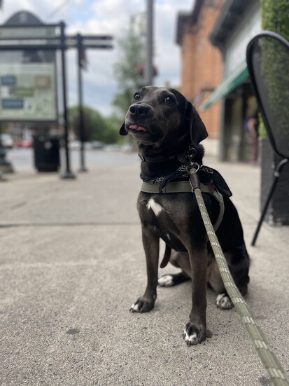 Ellie - owner is Brandon Andersen