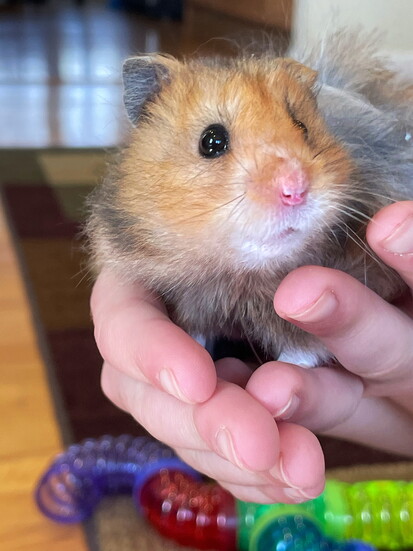 Nugget - owner is Sophia Lewis