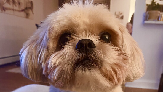 Rocco - owner is Arianna Trezza