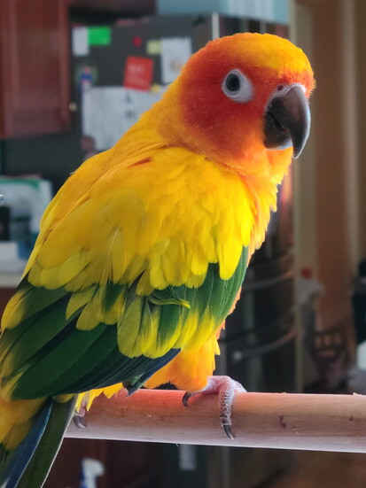 Sunny - owner is Catherine Park