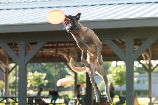 Trained dog, Jocko from Aaron Tolman, of Sit Means Sit. 