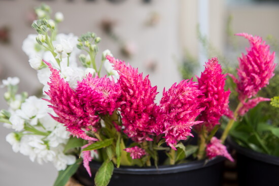 Sandy Springs Farmers Market