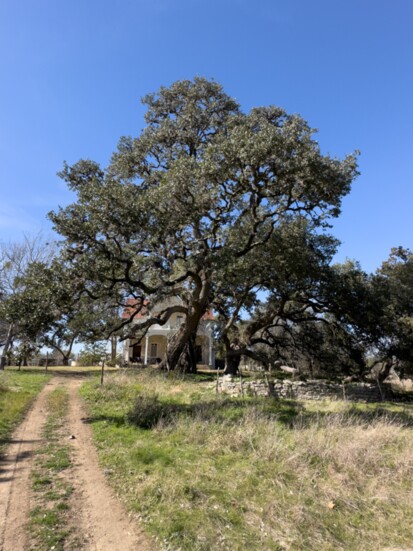 Healthy oak
