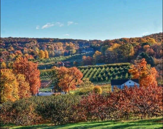 The rolling hills of Belltown Orchard