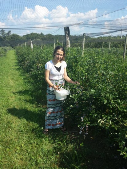 Blueberry picking at Draghi Farms.