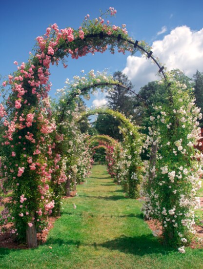 Roses grow in abandon on arbors in Elizabeth Park