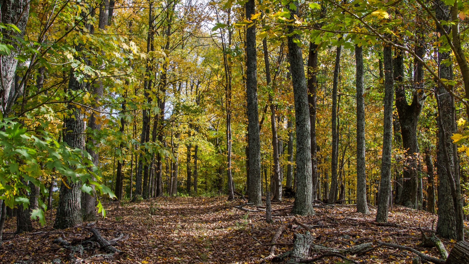 Owl’s Hill Nature Sanctuary Takes Flight