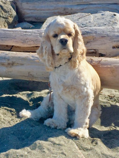 Even Cocker Spaniels can appreciate a day at the beach, in between lounging in the warm sand and cooling off in the water.