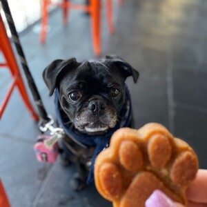 ms_patio%20pup_biscuit_drooling-300?v=1