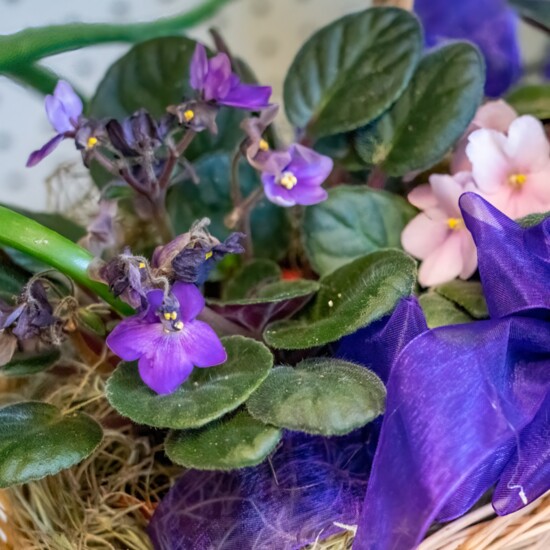 Violets are among the most popular houseplants.