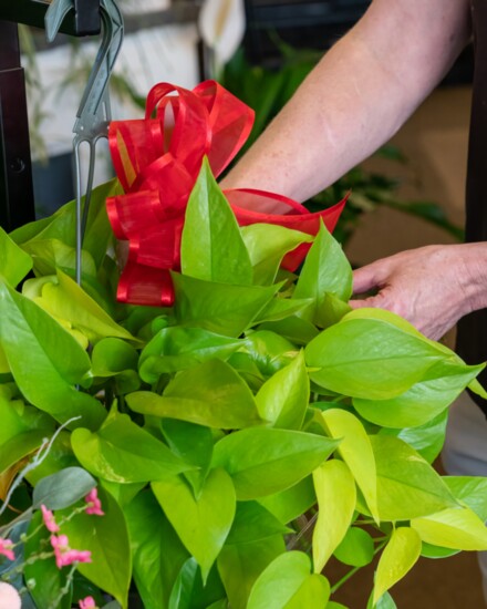 Colorful ribbons adorn plants given as gifts.