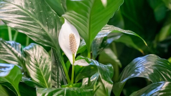 Peace lilies are popular plants that thrive in locations with little light.