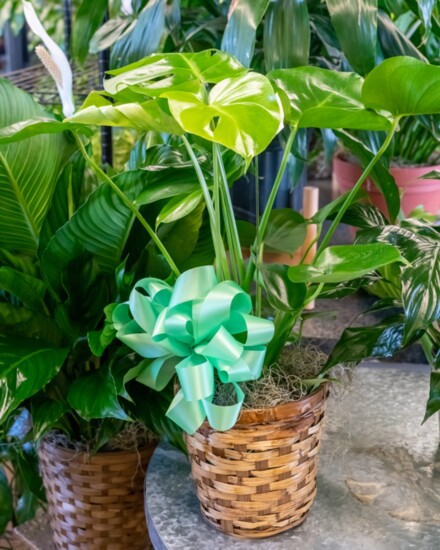 Houseplants are popular gifts for special occasions such as housewarmings.