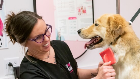 Leo enjoys a grooming session at Woof Gang.