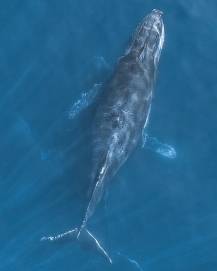 Photo by Adam Ernster/Condor Express, Courtesy of Visit Santa Barbara.