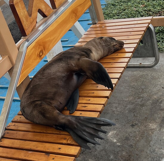 Sea lions patiently wait their turn until benches are unoccupied so they can snooze at the dock. 