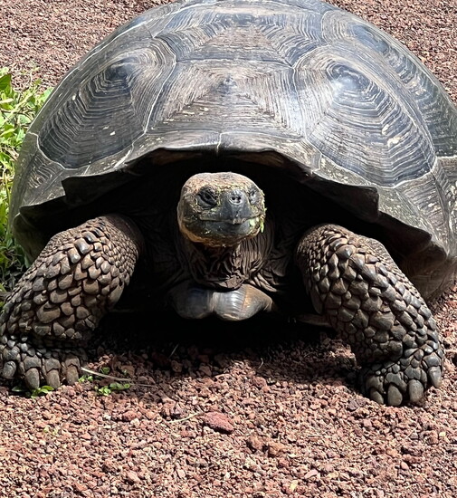 A giant tortoise roams free on the Montemar reserve.