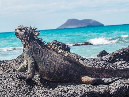 A land iguana on the South Plaza