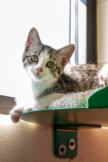 Shelter Kitten, Dorian. 