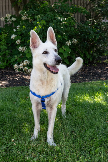 Shelter dog, Noel. 