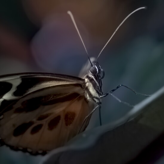 Beautifully Textured Butterfly