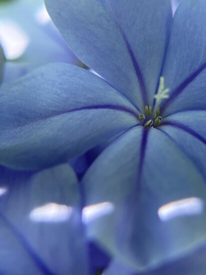 Blue Beauty