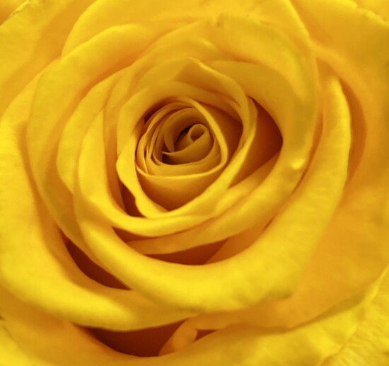 Yellow Rose