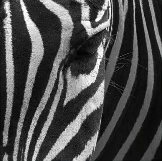 Zebra 2