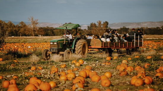 Bishop's Pumpkin Farm
