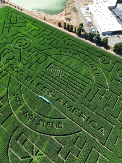 Cool Patch Pumpkins