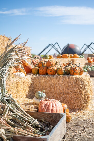 Cool Patch Pumpkins