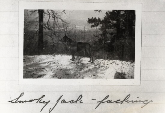 Smoky Jack on Mt. Le Conte, 1930. (UT Libraries.)