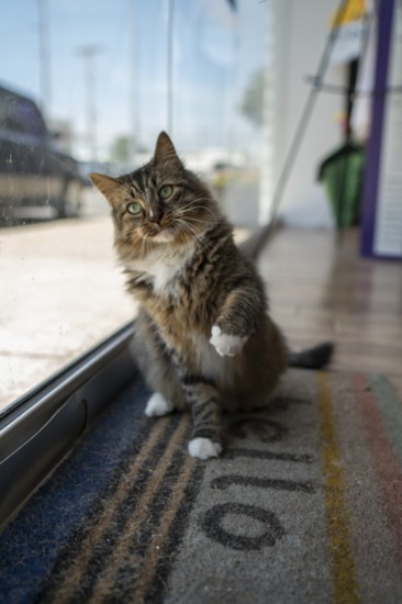 CASHnip Kitty snatches dollars bills through the door at GuRuStu office on third street. 