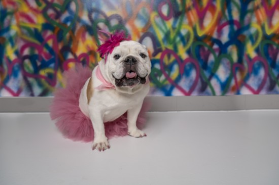 Mavis Pearl, service dog for Joy in the Cause loves her pink tutus and visiting with people. 