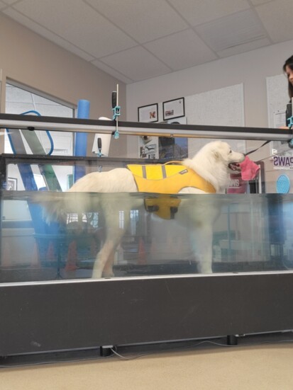 Dogs love the water treadmill water treadmill which is easier on canine joints 