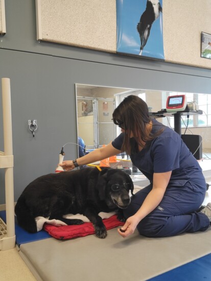 Whitney administers therapeutic laser tech to reduce inflammation and pain