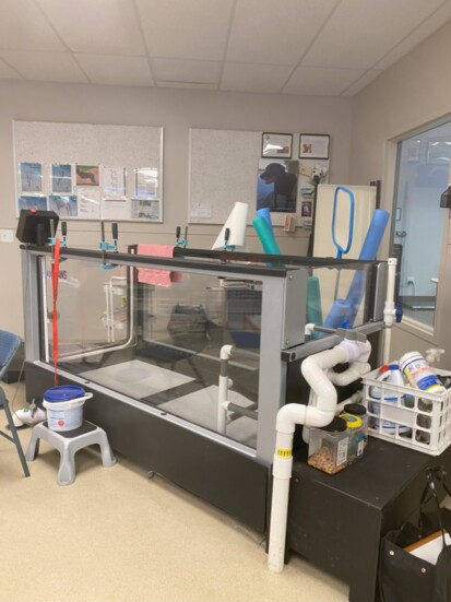 The beloved water treadmill is hit with canine patients