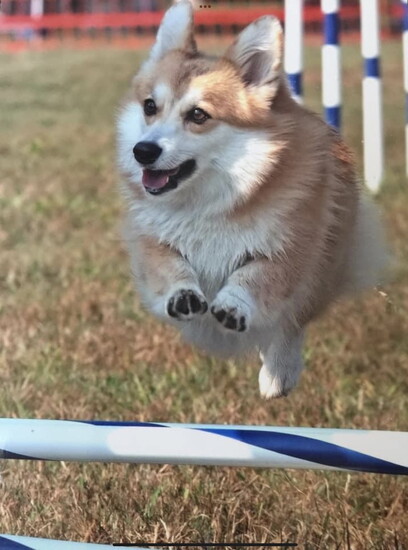 Lily in Action