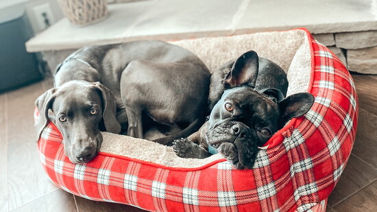 Publisher's pets, Oakley and Kru