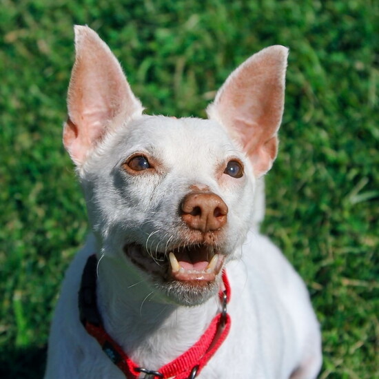 Milo