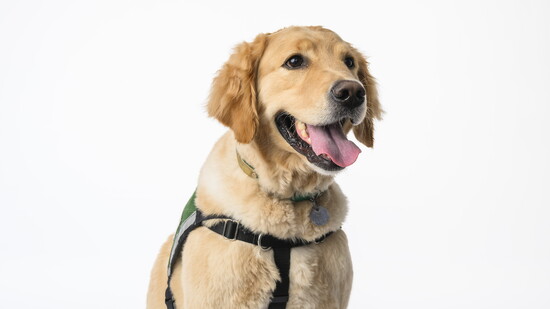 Facility dog Cohen.