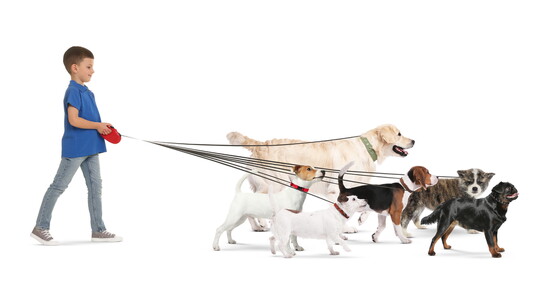 Dog walking is good exercise 