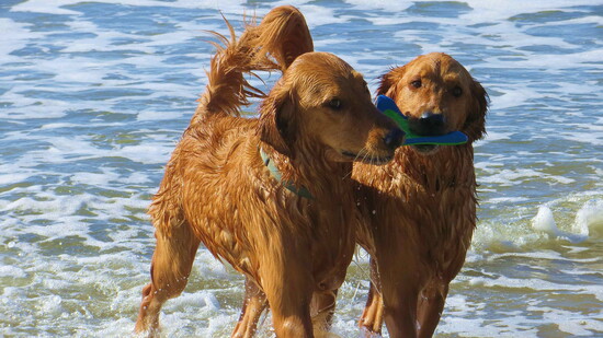 Moses and Luke (dog brothers) always bring the frisbee back together.