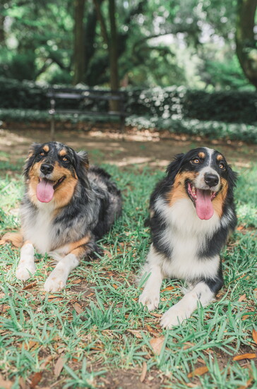 Timber and Jinx
