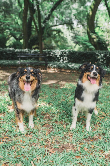 Timber and Jinx