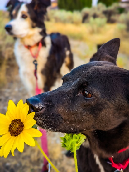 Raven Stopping to Sniff the Flowers