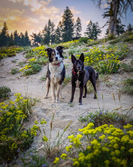 Bogus Basin Around the Mountain Trail