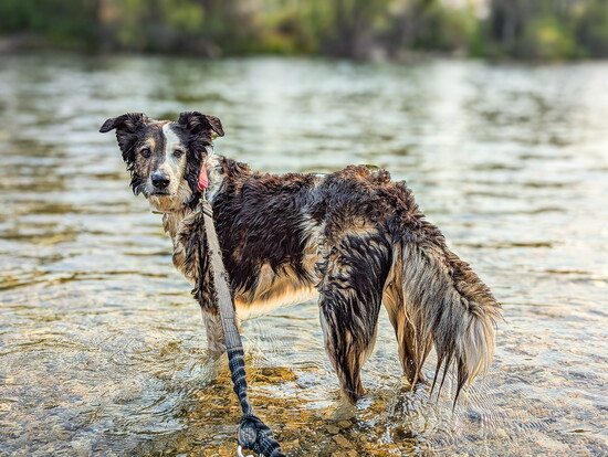 Boise River Cool Off