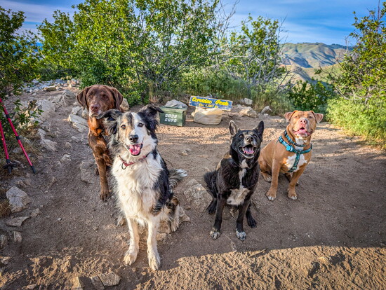 Tater, Marble, Raven and Ranger on Cervidae Peak