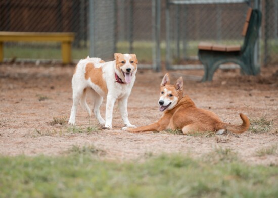 Orson and Odette on the playground.